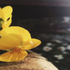 TEST sp bt 1
